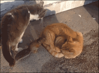 猫咪不是爱互殴就是乱咬人？盘点14种攻击行为的解决对策