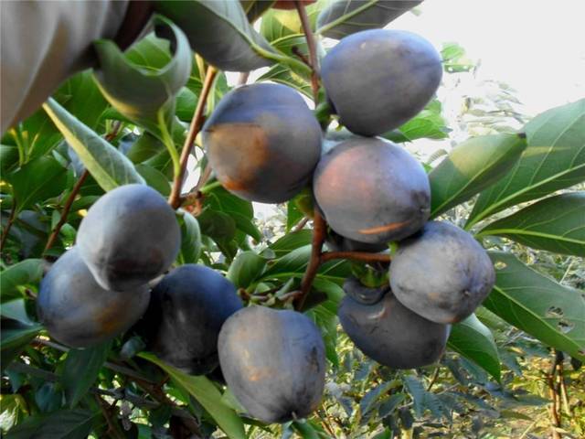 这种柿子果肉乌黑,吃起来却含巧克力味,名副其实的"土豪水果"