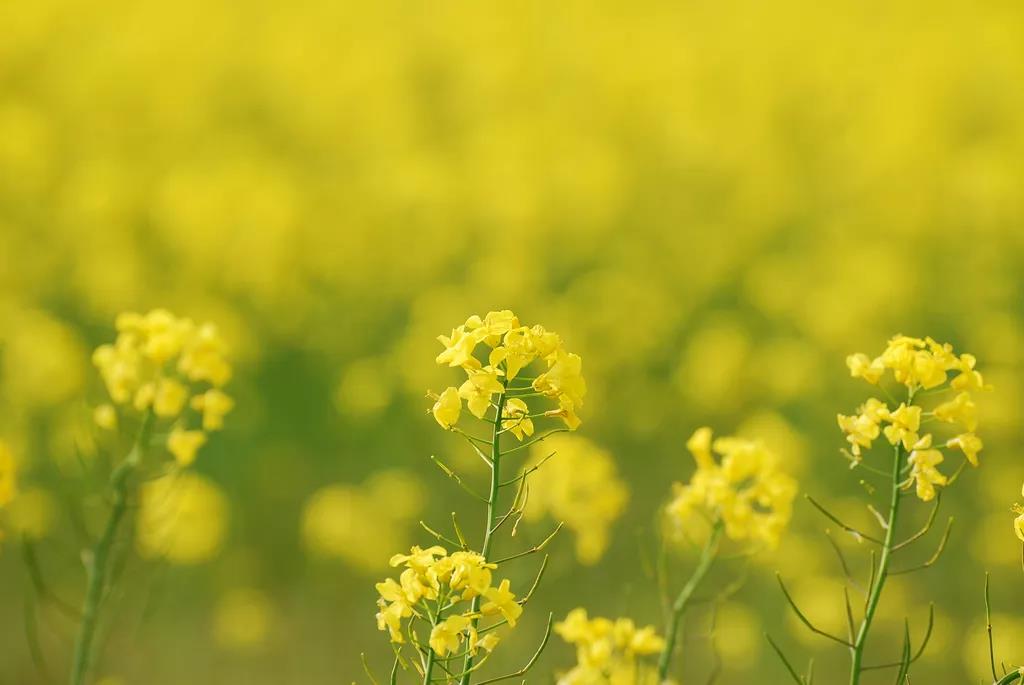 關於油菜花的詩句古詩大全,關於油菜花的詩句古詩