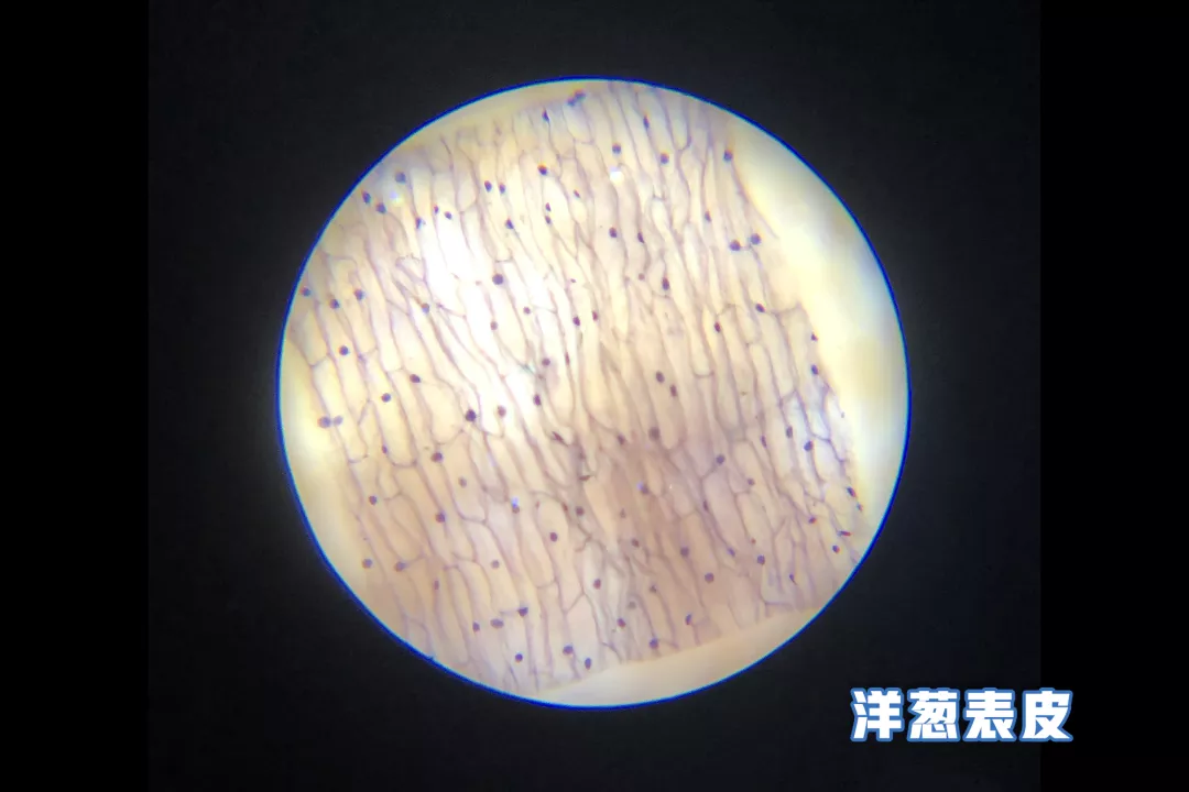 揭秘！魔术贴是如何粘住的？用显微镜放大后，明白了其中的原理