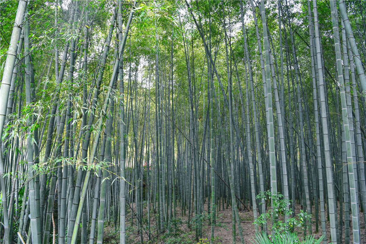 杭州最美的区，风景如画，去过的人都说美