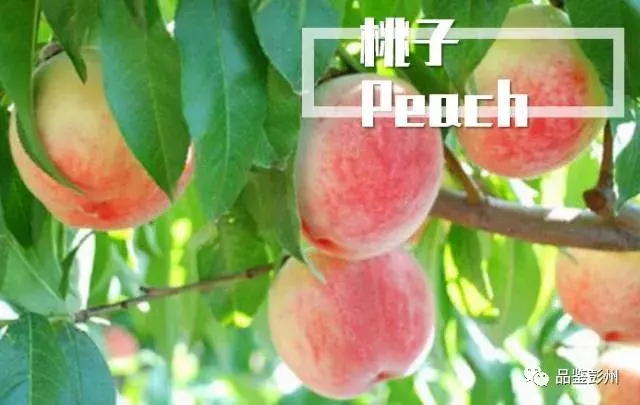 七月贡李甜，邀你赴约乐活葛仙山·第三届果园采摘之旅