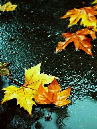 梧桐落柘,黯然神伤.北风潇潇,飞雪扬扬.梧桐沉睡