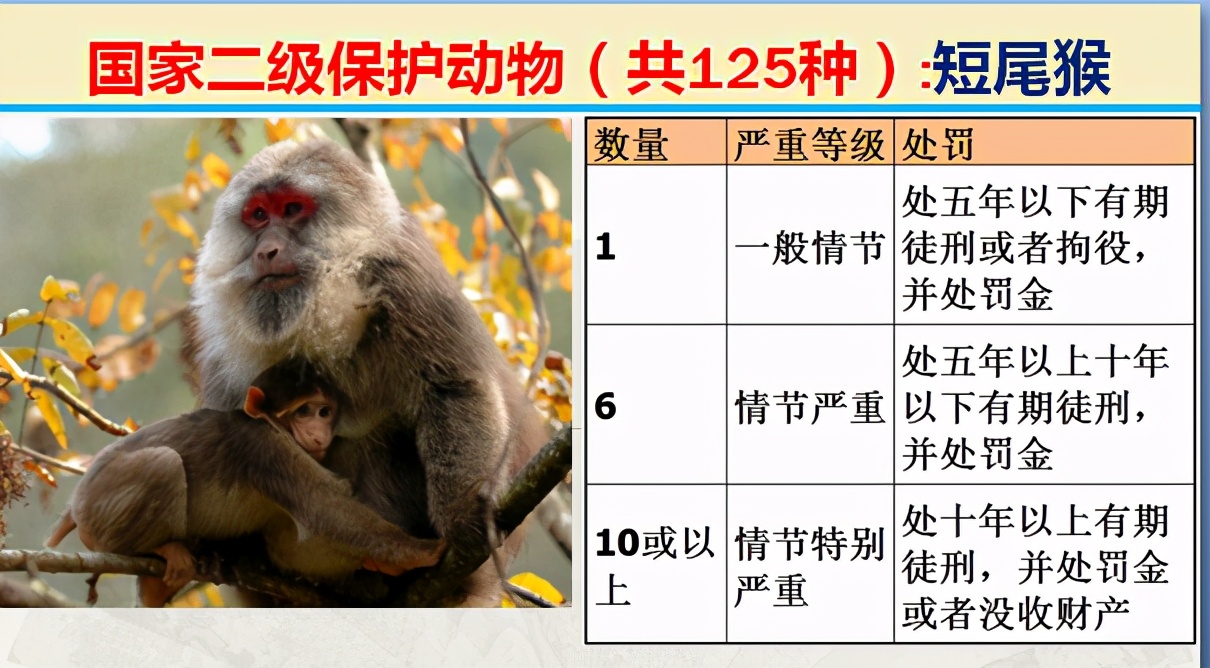 二级保护动物（国家最新125类二级野生保护名录）