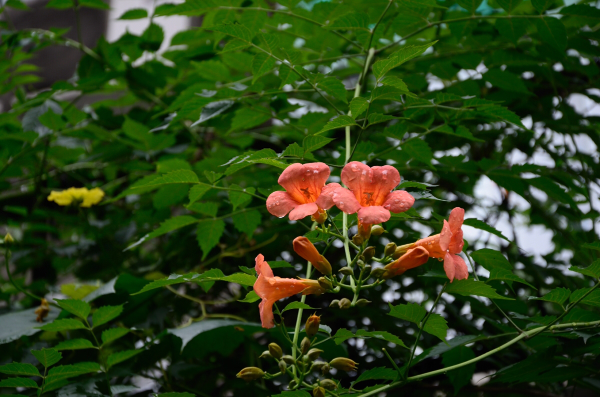 中药材凌霄花