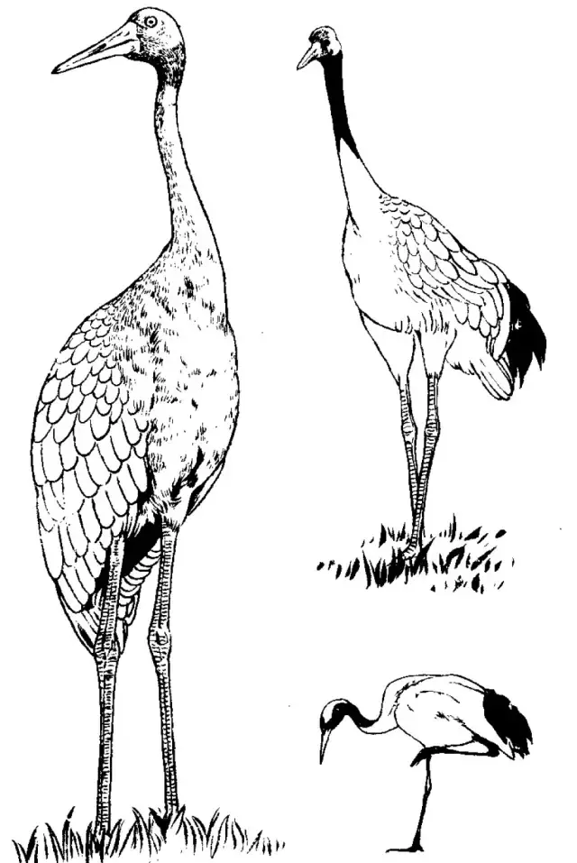 鹤立鸡群,白描干货资料:百鹤图谱!网友:难得一见