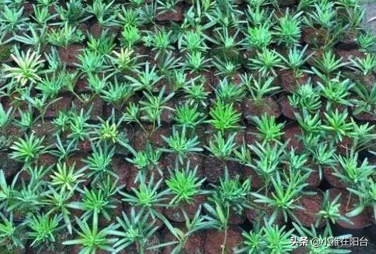 罗汉松怎么养才能更旺盛（记住这一点枝叶茂盛）