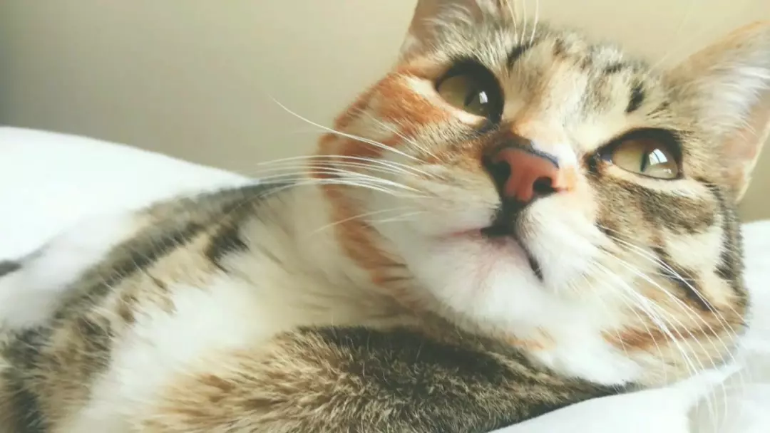 九大常见猫咪品种，你喜欢哪个?