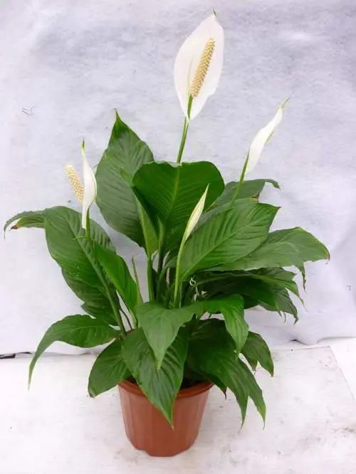 常见50种植物（50种常见的室内盆栽绿化植物）