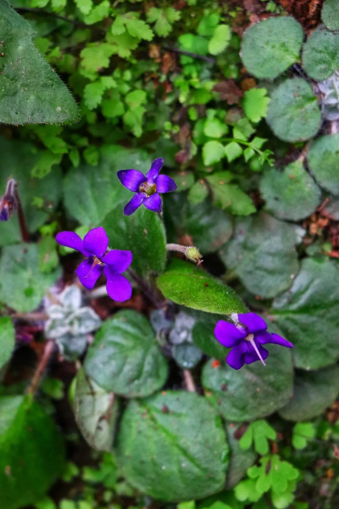 枯藤老树发新芽，落叶化泥更护花