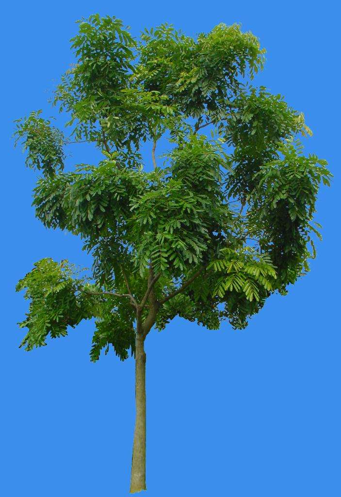 每日植物 | 非洲楝