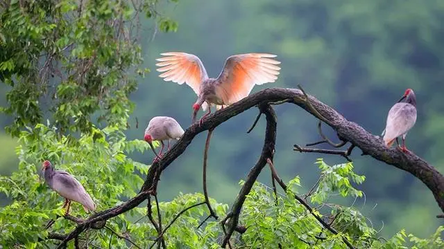 新鲜出炉66个日本有趣的冷门知识，掌握了日本人都觉得你666！