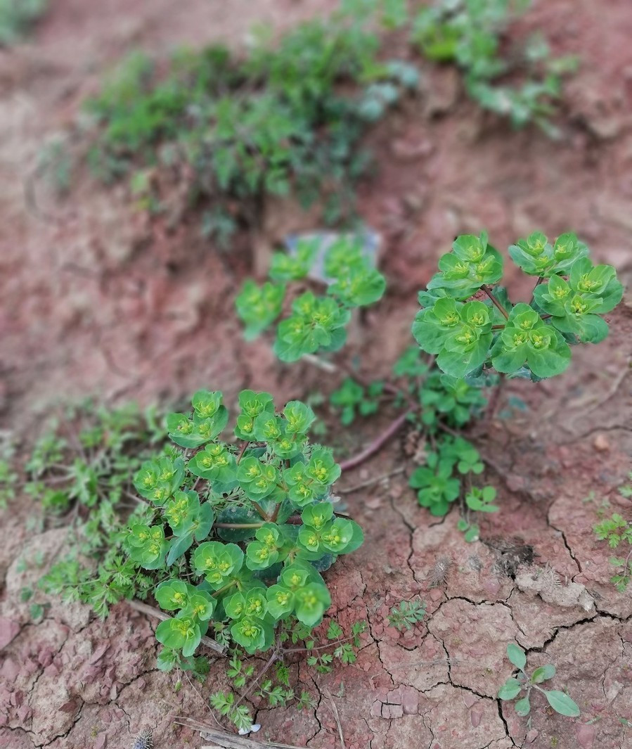 像花一样的猫眼草,为何不让碰?
