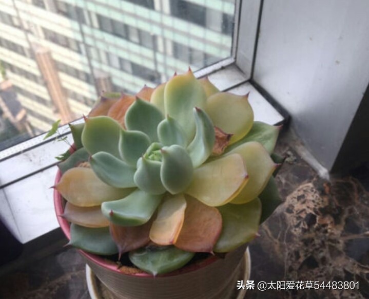 多肉黄叶了怎么办?解决办法来了