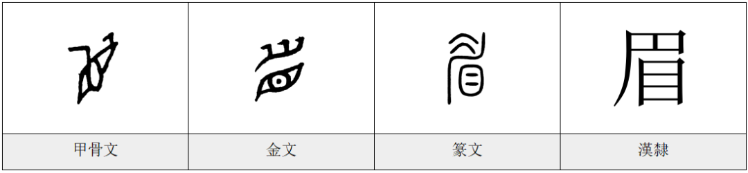 眉——《每日一字·目部》