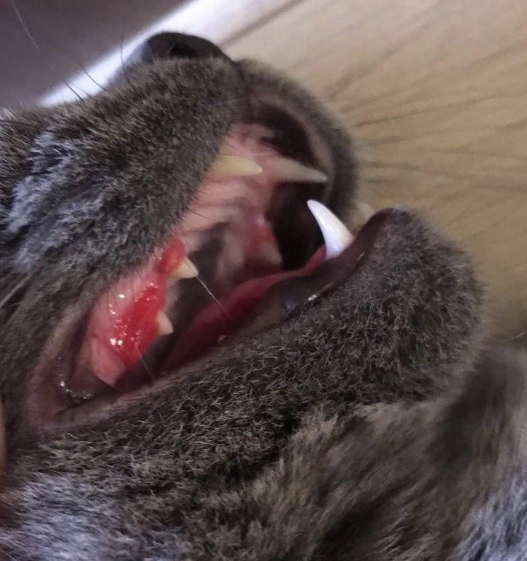 你的猫也会口臭、烂牙吗？猫咪常见的口腔疾病你需要了解