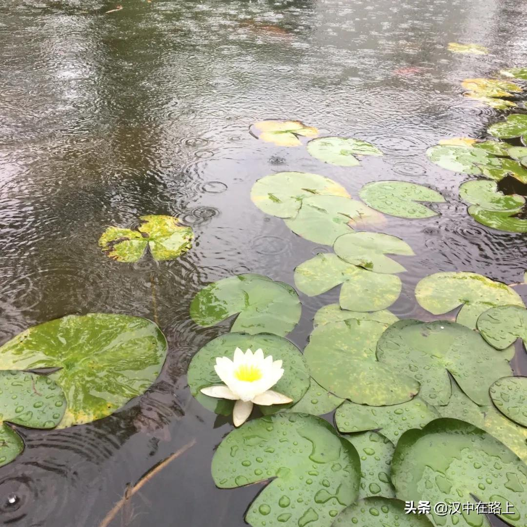 那些飘落在汉中的蒙蒙细雨，唯美了整个夏天