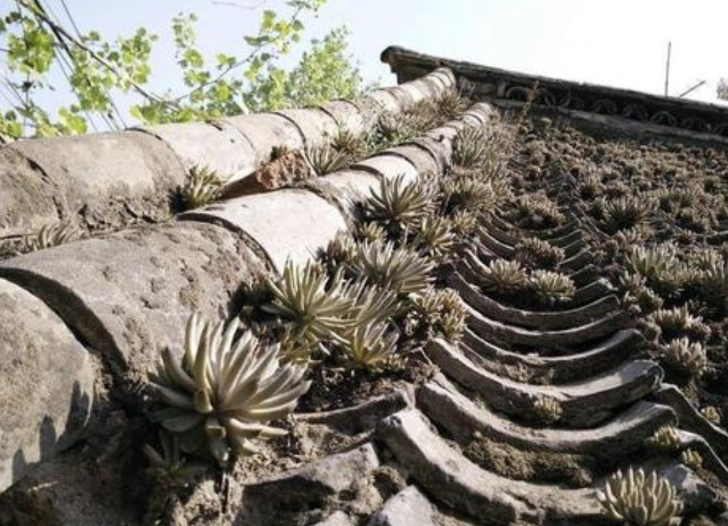 1种野草“不常见”，却长在“屋顶”，被称为“瓦花”，很顽强！