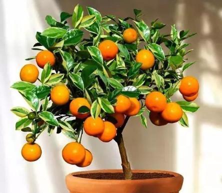马上过年了,买盆金桔放家中,挂满"金果子",吉祥喜庆迎新年每当过年的