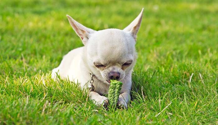 狗为什么吃草还会吐了（狗找草吃怎么回事及原因）
