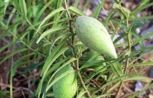 乡下一种不起眼的野草,竟是中医界的"珍宝",遇到就采摘回家吧