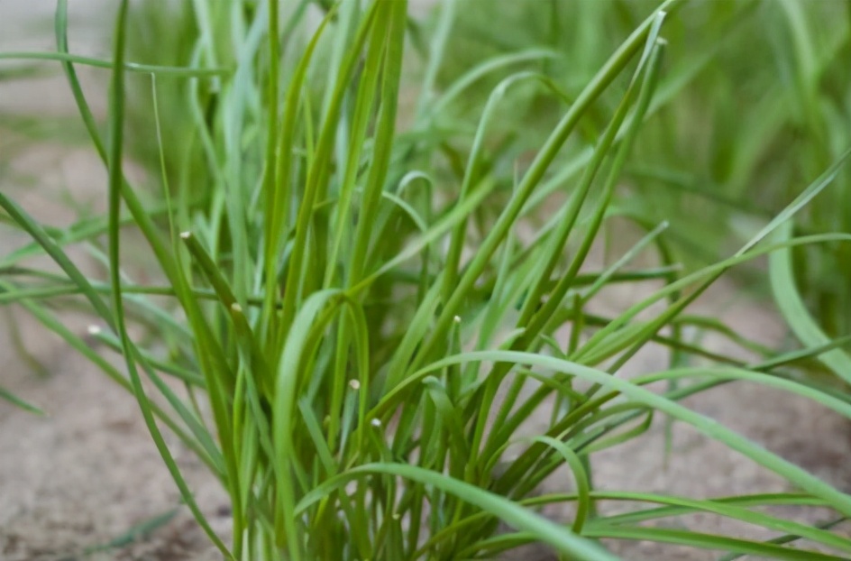 中华水韭简介（不起眼的农村植物竟是一级保护植物）