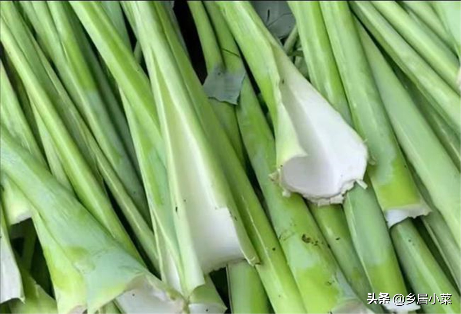 芋头叶子怎么种（叶用芋苗的种植方法和技巧）