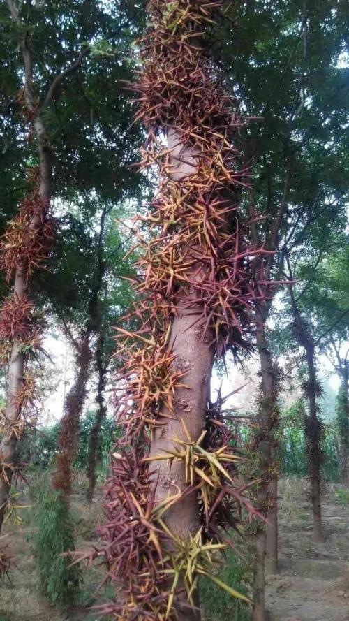 植物皂角树图片(了解农村常见的皂角树有哪些利用价值)