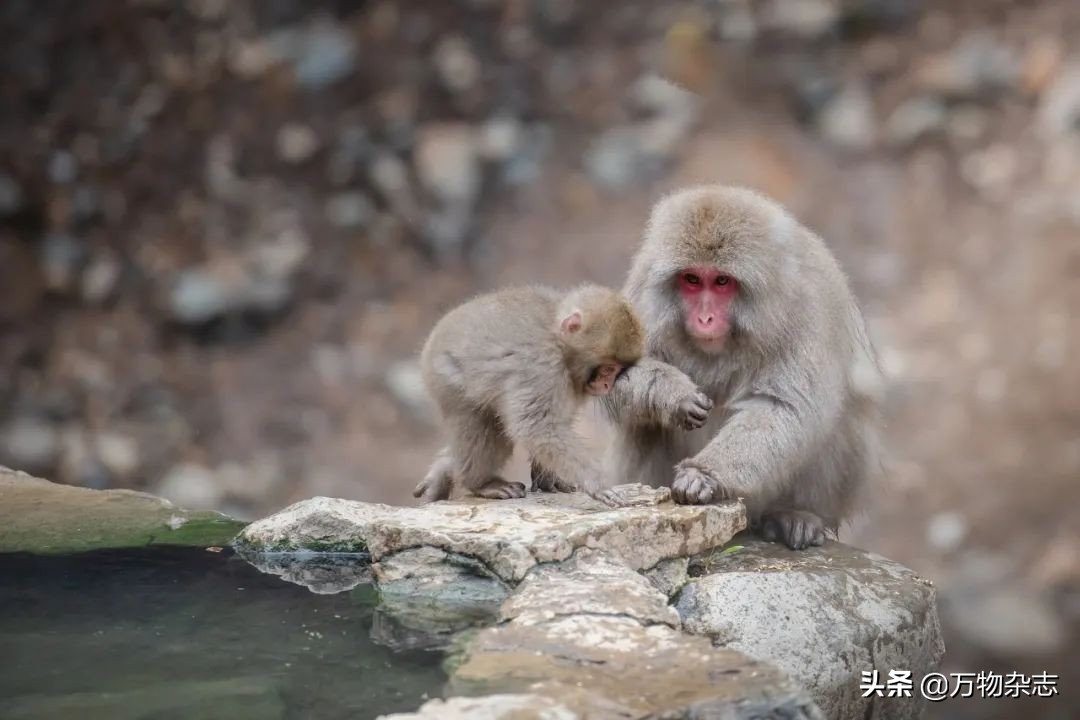 分离色素的方法（分离色素的方法生物）-第4张图片-昕阳网