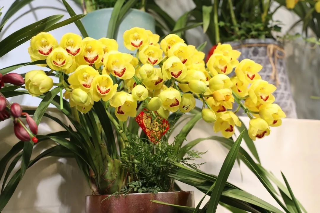 过年要有仪式感,从一束年宵花开始