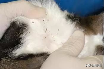 猫身上的寄生虫有哪些（6种常见猫咪寄生虫图鉴）