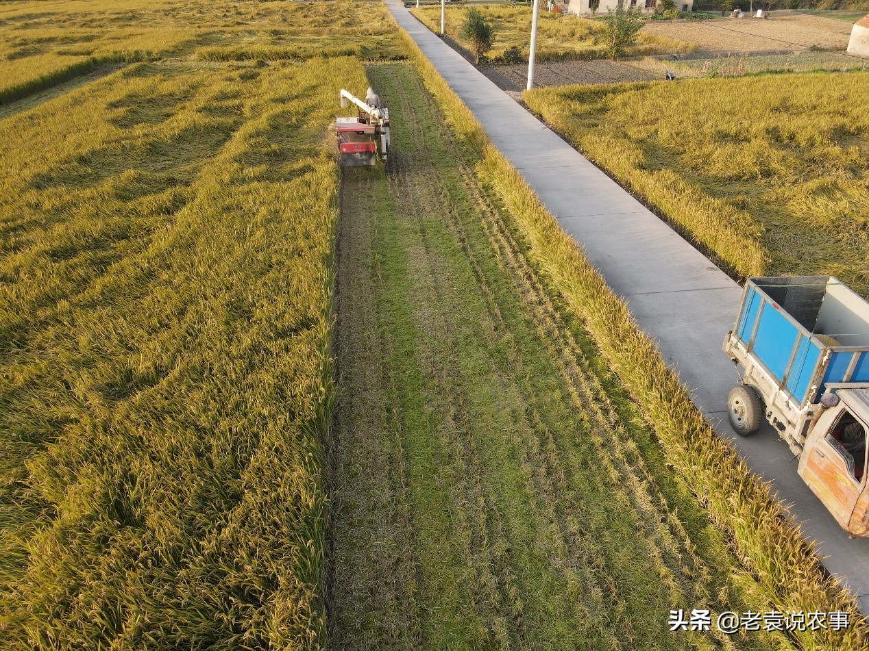 江苏省泰州市姜堰区：水稻收得快、小麦种得好