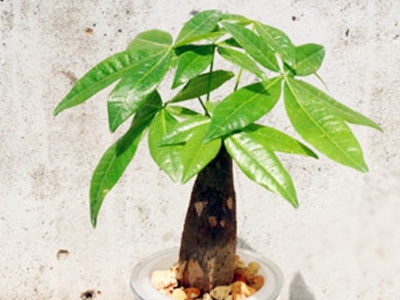 水培发财树的养殖方法和注意事项（三个方法枝繁叶绿）
