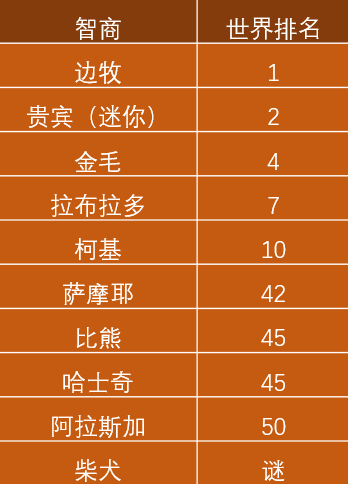 新手养狗必看：国内十大流行犬种横向对比