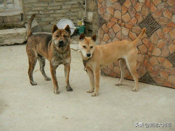 真材实料，资深玩家讲如何激发犬的捕猎潜能和猎犬的训练方法