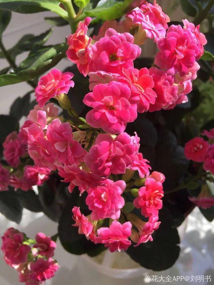 长寿花的de养殖方法和注意yi事项（长寿花的养殖方法和he注意事项玫瑰花的品种）-第53张图片-大连信息xi网