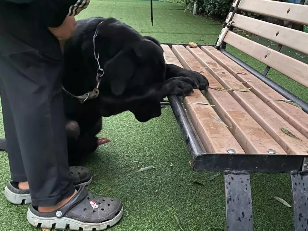 没孩子的年轻人，送宠物去上学