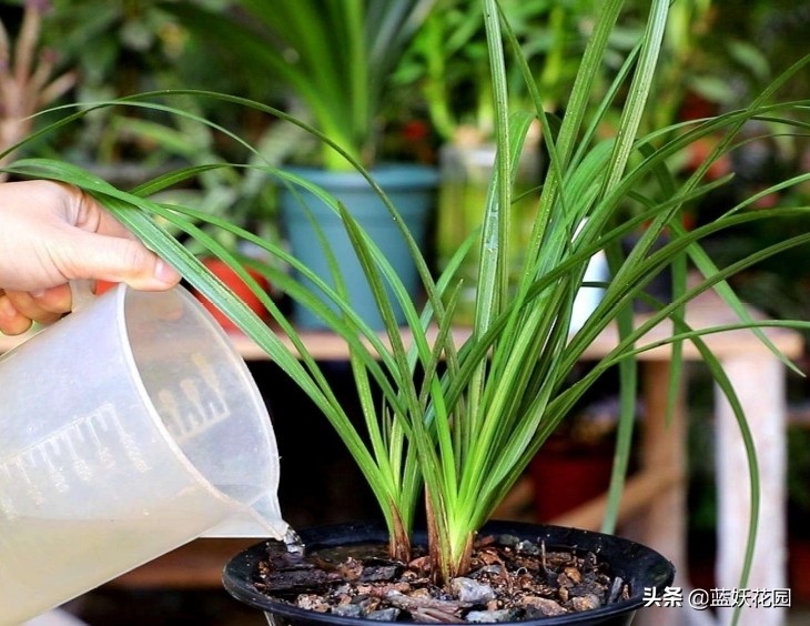 兰花种植方法与技巧(做好这6点开花多又香)