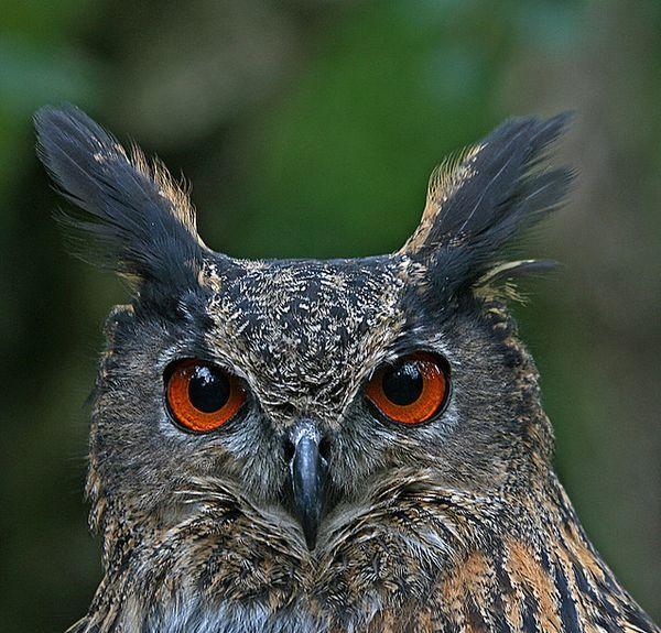 被誉为"报丧鸟"的猫头鹰叫声为什么这么恐怖?你知道吗?