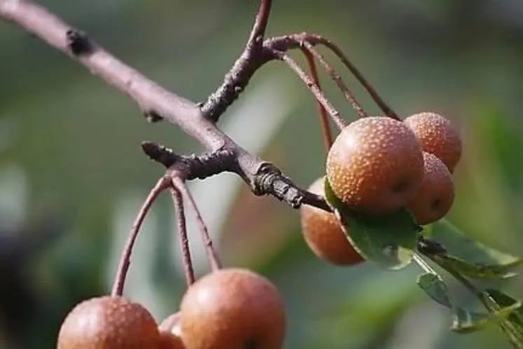 农村常见的野果，生吃味酸被称“狗屎梨”，如今真正价值被发现