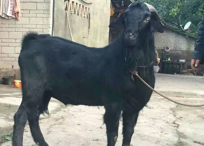 你真的会抓羊,抱羊和赶羊么?