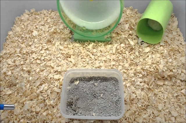 教仓鼠这样洗澡，鼠笼再也不会臭了！