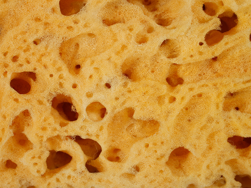 海绵最直觉的印象与联想,其实真正的活体海绵长相奇形怪状且形形色色