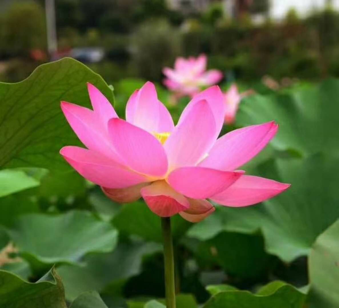 雨中的荷花，浸透了宋词的无穷韵味.......