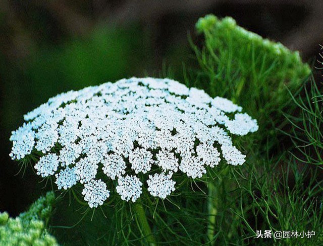 几点开什么花（花园种上这些有趣的时钟花）