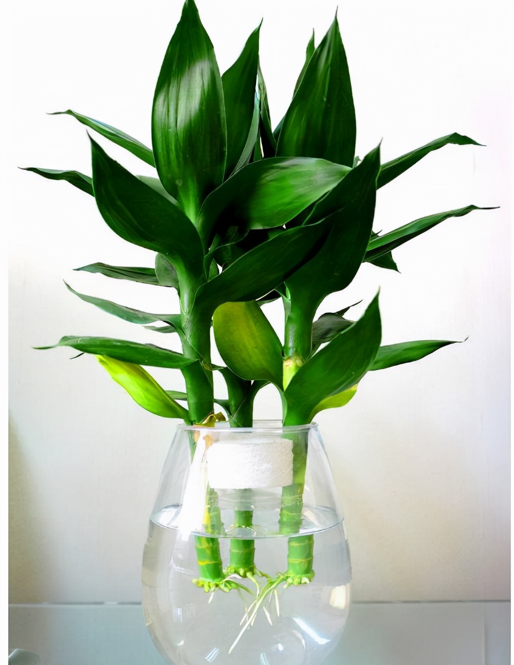 但是家养富贵竹很容易出现的一个问题,就是黄叶很多网友说对付黄叶的