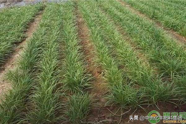 韭菜什么时候播种（韭菜什么时候种最好呢）