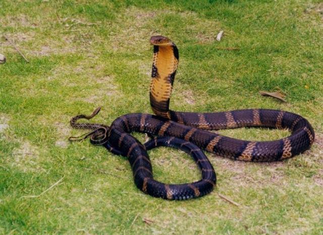 中国最常见的蛇类