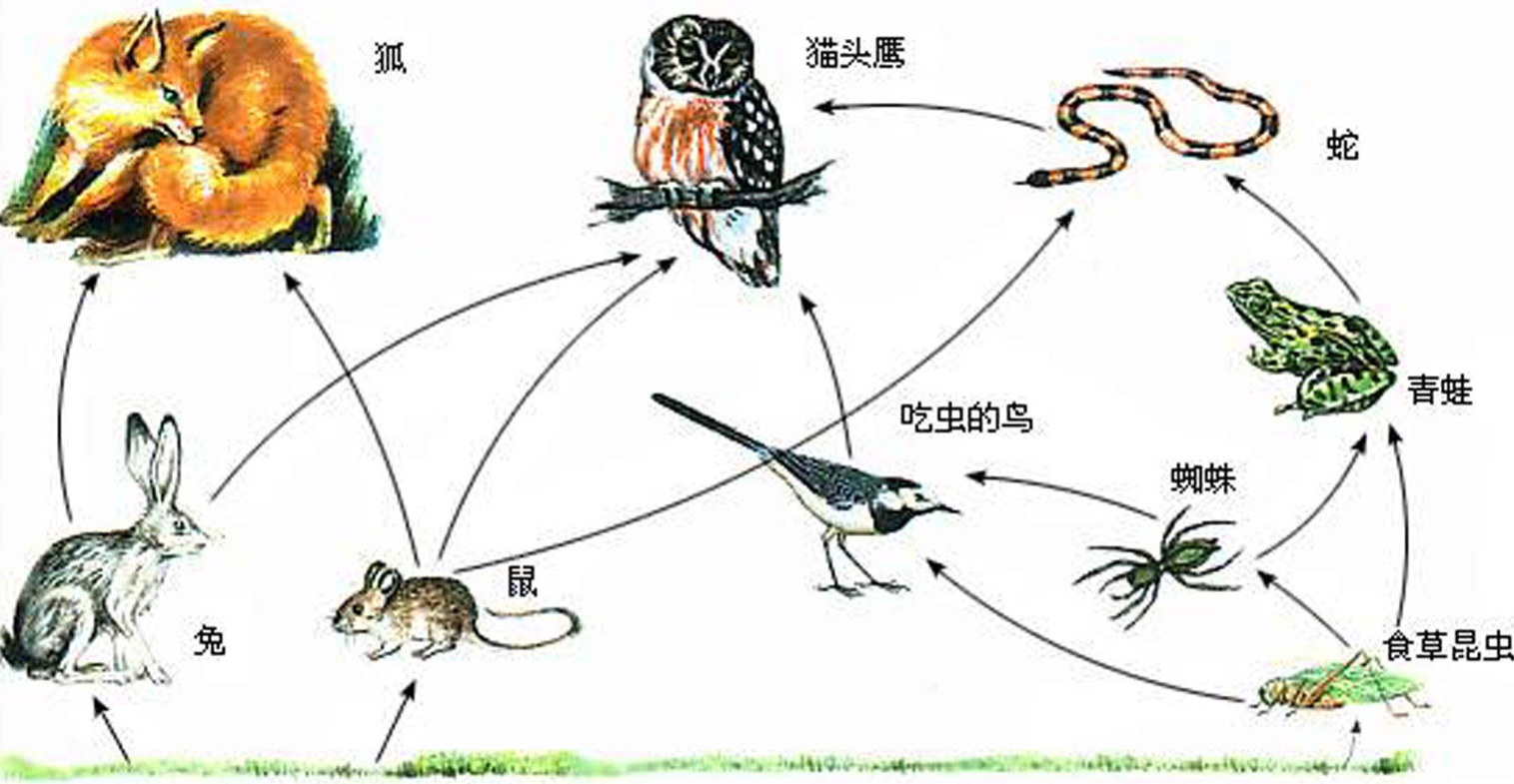 狐狸和狼哪个智商高狐狸和狼哪个聪明