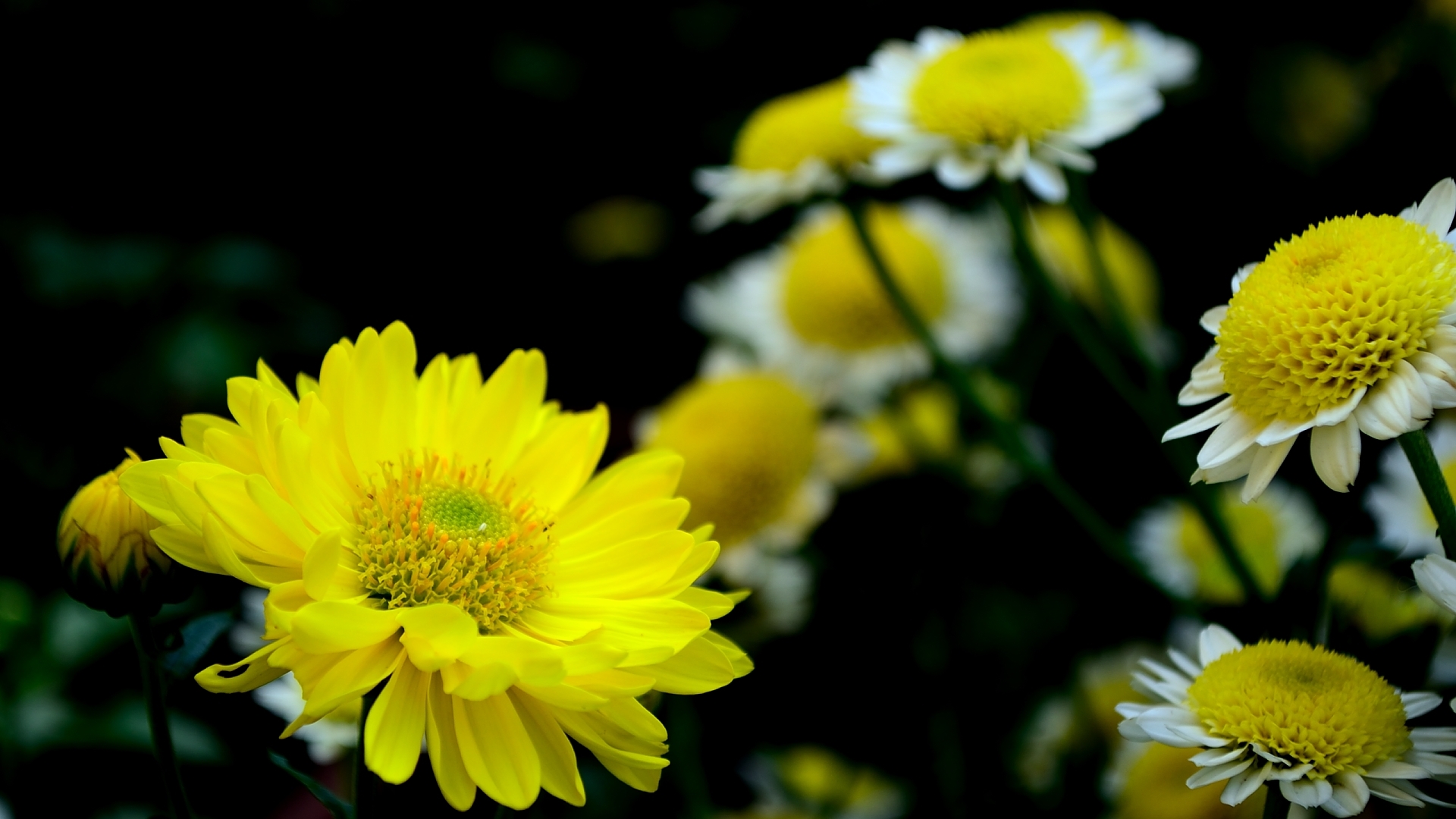 一花一世界，一叶一菩提：中国十大名花的“花语与花诗”